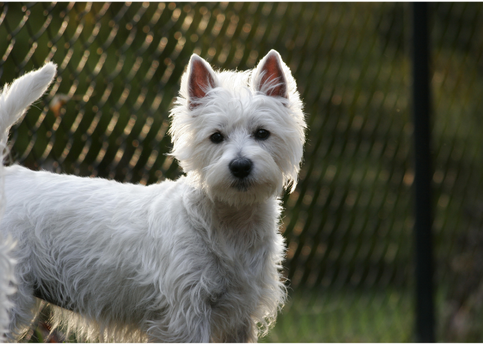 Biały west highland terrier.