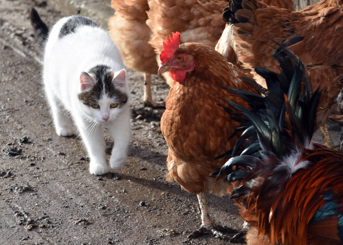 Kot może się zarazić wirusem ptasiej grupy H5N1 podczas wychodzenia na dwór.