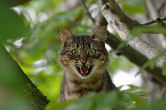 Wystraszony kot na drzewie.