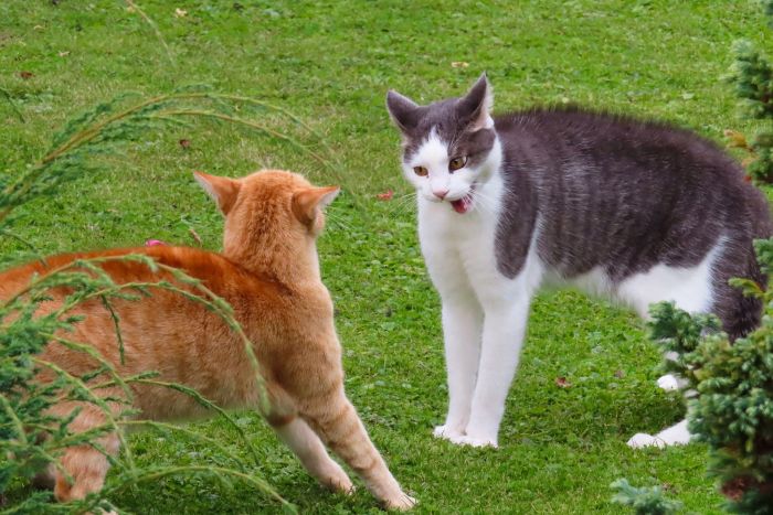 Dwa koty podczas rozpoczynającej się bójki.
