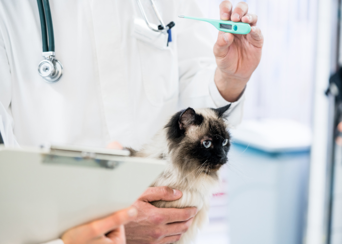 Jakie są objawy gorączki u kota?