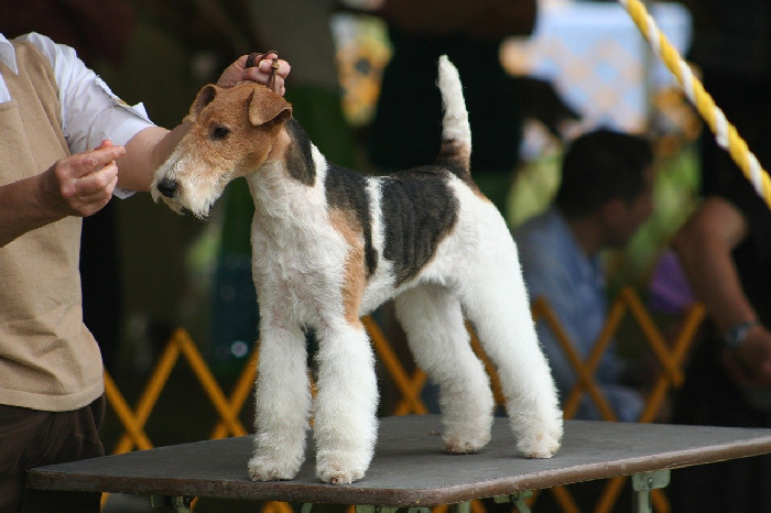 Foxterrier na wystawie psów, oceniany przez sędziego.