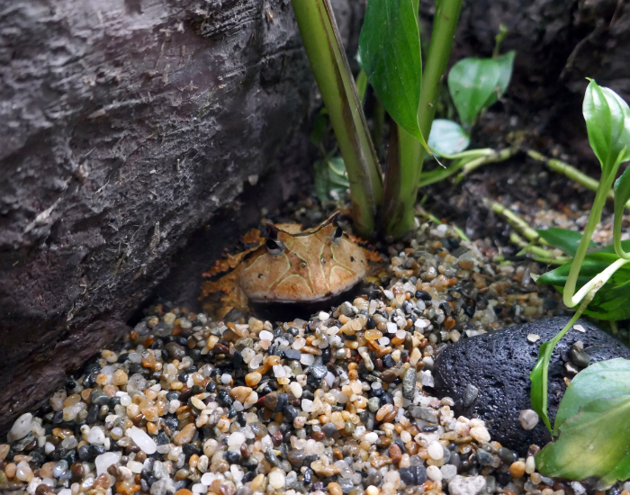 Żaba rogata w terrarium.