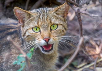 Gatto selvatico europeo con gli occhi verdi.