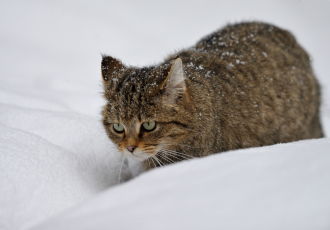 Gatto selvatico nella neve.