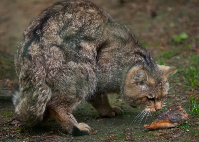 Il gatto selvatico mangia carne.