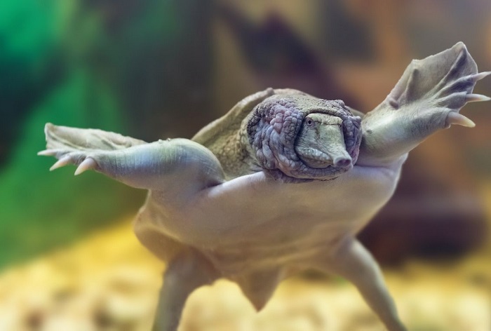 Żółwiak chiński ma błony pławne między palcami.