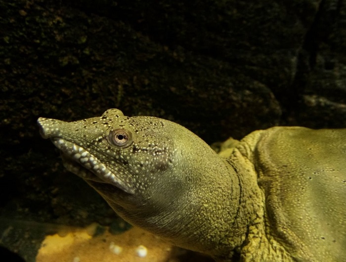 Żółwiak chiński ma wydłużony nos.