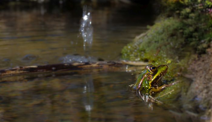 Żaba w oczku wodnym