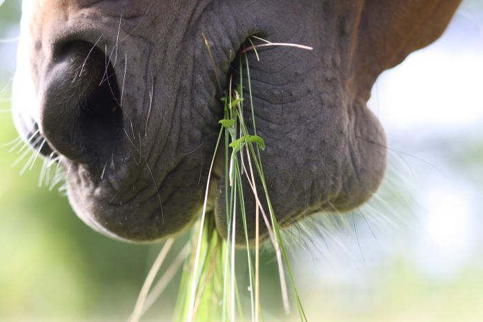 Pysk konia żującego trawę