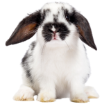 Karma, klatki i akcesoria dla królików i gryzoni