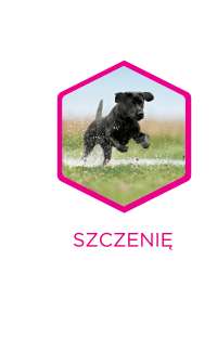 szczenię