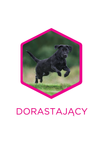 dorastający