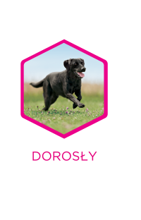 dorosły