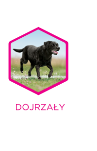 dojrzały