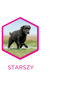 starszy
