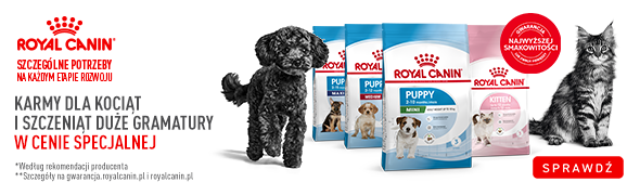 Promocja Royal Canin duże worki w niższej cenie