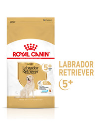 Labrador Retriever Adult 5+ 3 kg karma sucha dla dojrzałych psów rasy yorkshire terrier, powyżej 5 roku życia