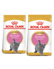 ROYAL CANIN Kitten british shorthair 20 kg (2 x 10 kg) karma sucha dla kociąt, do 12 miesiąca, rasy brytyjski krótkowłosy