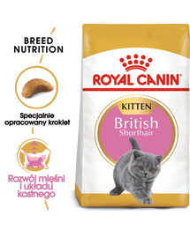 ROYAL CANIN British Shorthair Kitten 12x400 g karma sucha dla kociąt, do 12 miesiąca, rasy brytyjski krótkowłosy