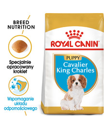 Cavalier King Charles Spaniel Puppy karma sucha dla szczeniąt do 10 miesiąca, rasy cavalier king charles spaniel 1,5 kg