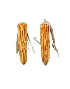 Kolby kukurydzy 2 szt. / 250 g