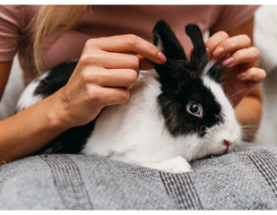 Jak zadbać o sierść królików?