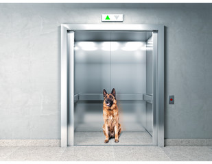 Jak bezpiecznie podróżować z psem windą?
