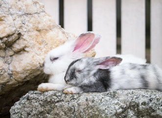 Czy króliki śpią z otwartymi oczami?