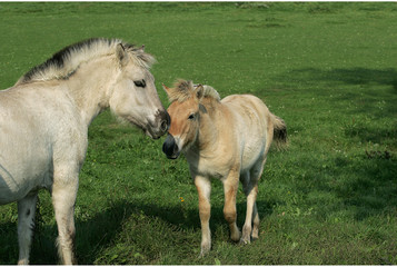 Poznaj piękne konie fiordzkie, które zachwycały już Wikingów.