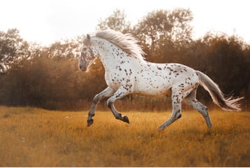 Appaloosa to inaczej koń indiański.
