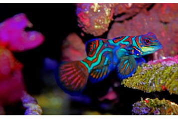 Jaka jest kolorowa ryba z rafy koralowej?
