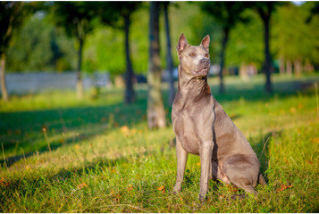 Thai ridgeback dog - azjatycki pies z pręgą na grzbiecie.