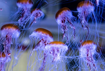 Najważniejsze informacje o meduzach.