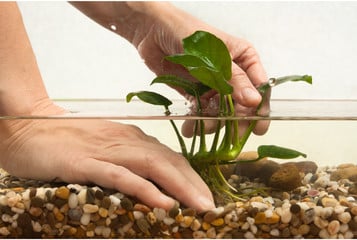 Jak sadzić anubiasy w akwarium?