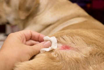 Rozpoznanie i leczenie atopowego zapalenia skóry u psa