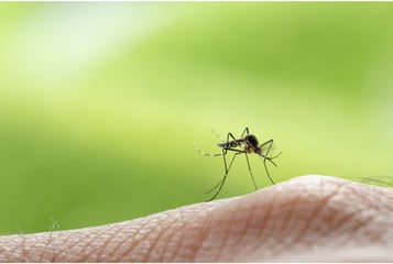 Najważniejsze informacje o komarach.