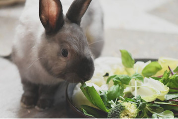Zdrowym urozmaiceniem diety królika są zioła. Sprawdź jakie wybrać.