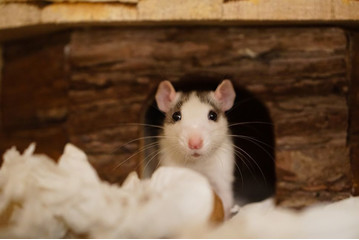 Jeżeli chcesz kupić szczura, przeczytaj artykuł i dowiedz się, jak opiekować się szczurem, ile żyje szczur i dlaczego jest tak wspaniałym gryzoniem!
