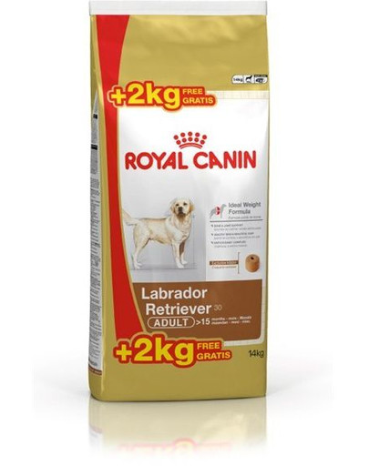 Labrador retriever adult 12 kg + 2 kg gratis!