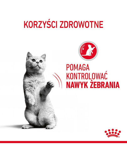 ROYAL CANIN Appetite Control Jelly 85 g mokra karma dla dorosłych kotów z nadmiernym apetytem