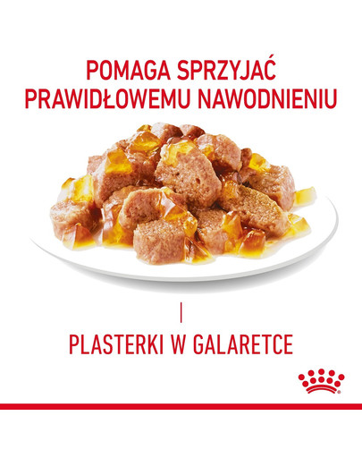 ROYAL CANIN Appetite Control Jelly 85 g mokra karma dla dorosłych kotów z nadmiernym apetytem