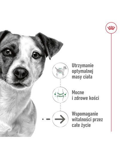 ROYAL CANIN Mini Adult 12+ 800 g karma sucha dla psów dojrzałych po 12 roku życia, ras małych