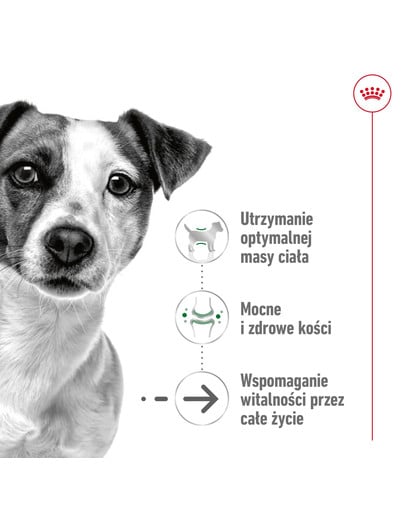 ROYAL CANIN Mini Adult 12+ 1.5 kg karma sucha dla psów dojrzałych po 12 roku życia, ras małych