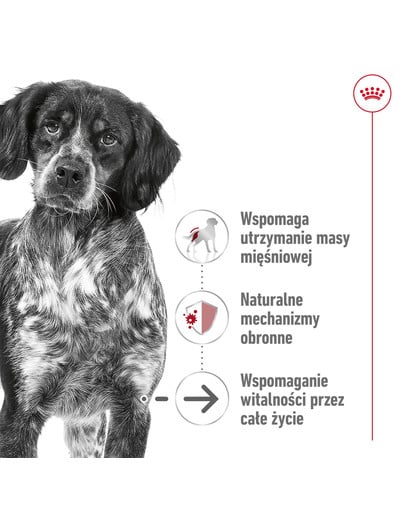 ROYAL CANIN Medium Ageing 10+ 15 kg karma sucha dla psów dojrzałych po 10 roku życia, ras średnich