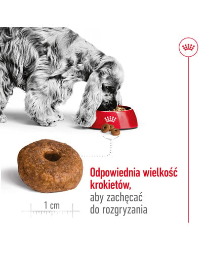 ROYAL CANIN Medium Ageing 10+ 15 kg karma sucha dla psów dojrzałych po 10 roku życia, ras średnich