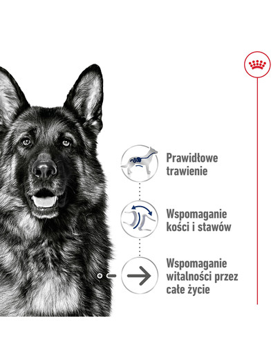 ROYAL CANIN Maxi Ageing 8+ 3 kg karma sucha dla psów dojrzałych, po 8 roku życia, ras dużych