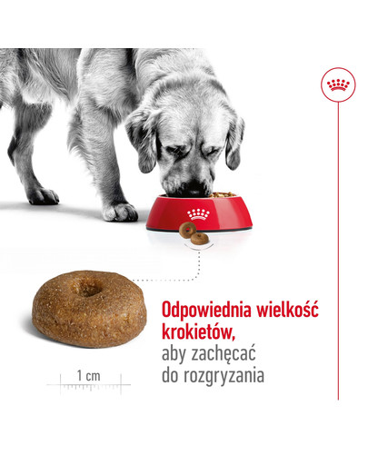 ROYAL CANIN Maxi Ageing 8+ 3 kg karma sucha dla psów dojrzałych, po 8 roku życia, ras dużych