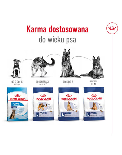 ROYAL CANIN Maxi Ageing 8+ 3 kg karma sucha dla psów dojrzałych, po 8 roku życia, ras dużych