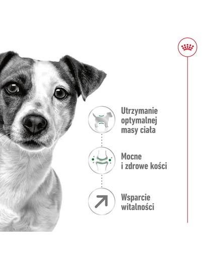 ROYAL CANIN Mini Adult 8+ 4 kg karma sucha dla psów starszych od 8 do 12 roku życia, ras małych